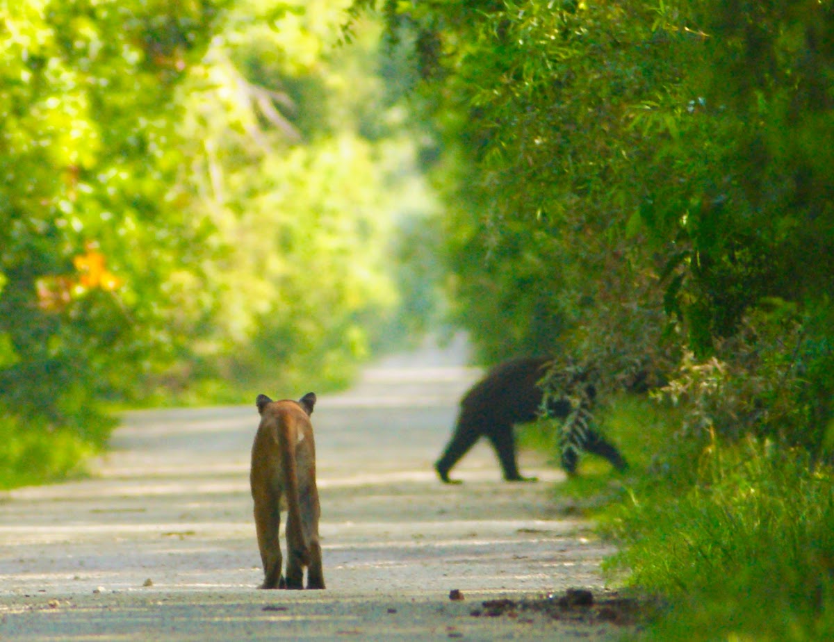 Florida Panther + Black Bear