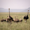 Ostrich and family