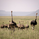 Ostrich and family