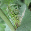 Common Sow-Thistle