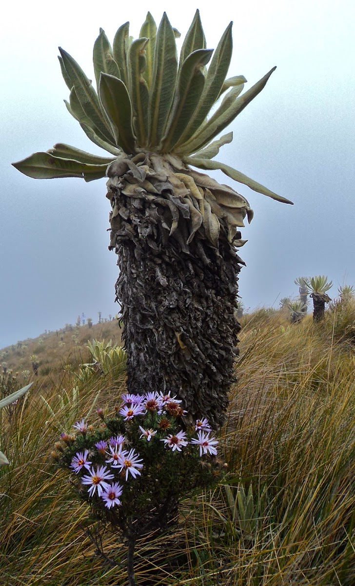 Frailejón