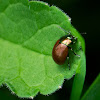 knotgrass leaf beetle