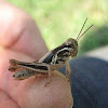 Red-legged Grasshopper, nymph