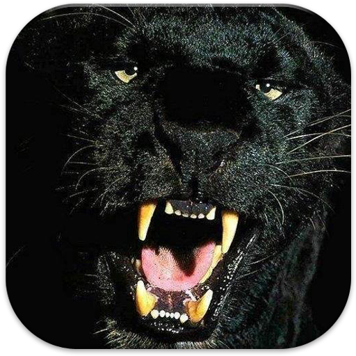 Black Tiger Wallpapers HD 生活 App LOGO-APP開箱王