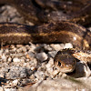 Montana Garter Snake