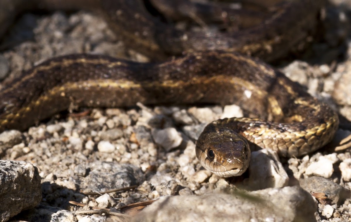 Montana Garter Snake