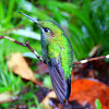 Green-Crowned Brilliant Females