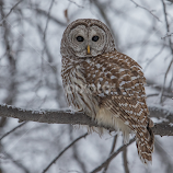 chouette rayée by Marie-josée Couture -  