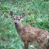 black tailed (mule) deer fawn