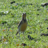 Eastern Meadowlark