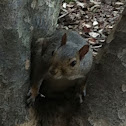 Eastern Grey Squirrel