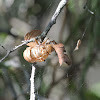Cicada (exoskeleton)