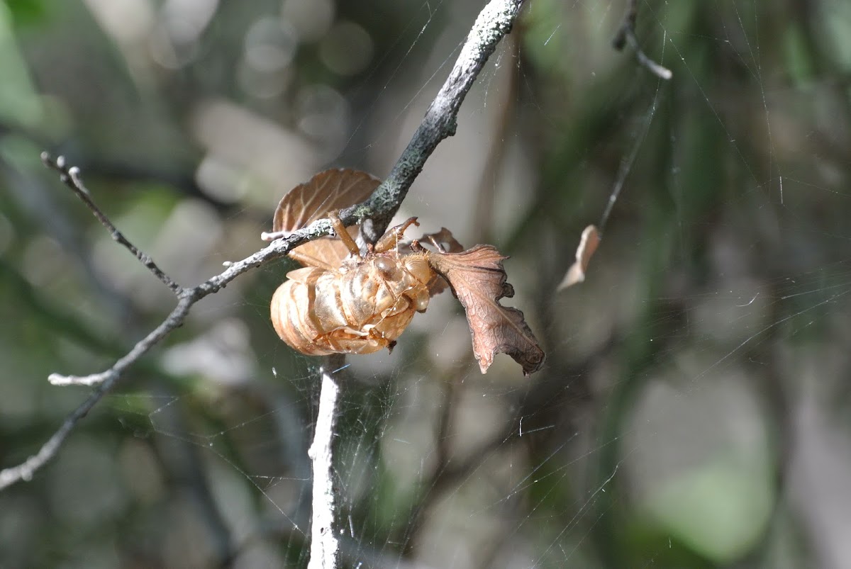 Cicada (exoskeleton)