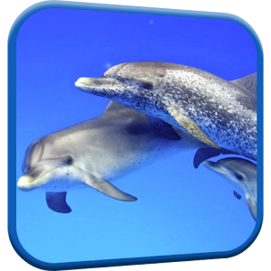 Dolphins Video Live Wallpaper.apk 3.0