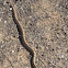 Sonoran Gopher Snake