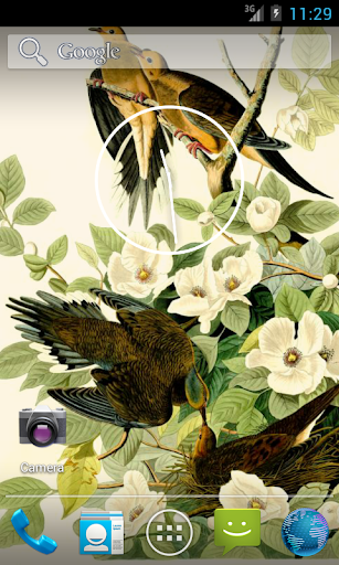 Audubon's Birds of America V02