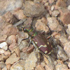 Common Claybank Tiger Beetle