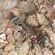 Common Claybank Tiger Beetle