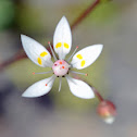 Starry saxifrage or saxifrage étoilée