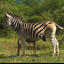 Kwagga (Plains Zebra)