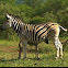 Kwagga (Plains Zebra)