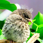 House Finch (juvenile)