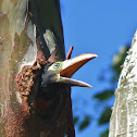 Collared aracari (juvenile)