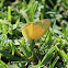 Broad-borded grass yellow