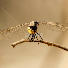 dragonfly by Sayeed Hasan Akib - Animals Insects & Spiders