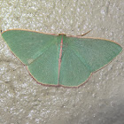 Small emerald moth