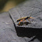 Ichneumon Wasp, female