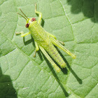 Bird Grasshopper (nymph)