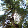 Australian pine