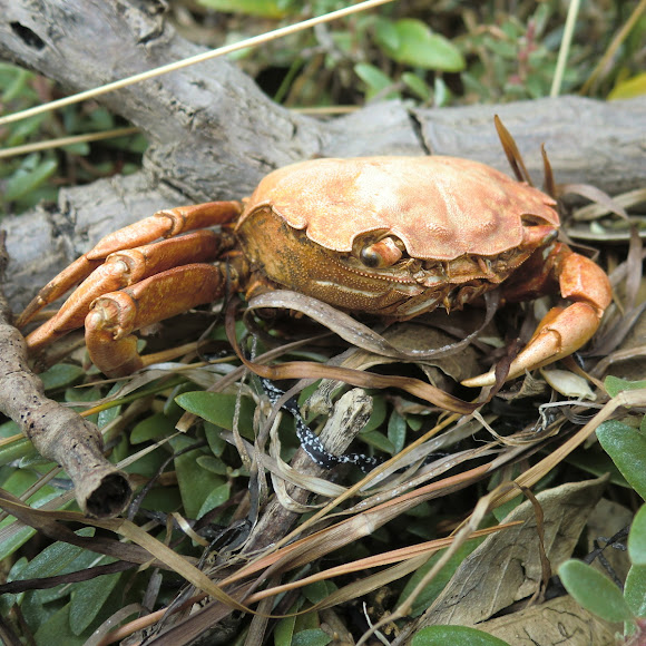 Mangrove Crab Project Noah
