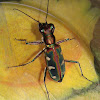 Tiger beetle