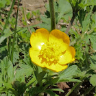 Buttercup wildflower