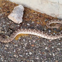 Western diamondback rattlesnake