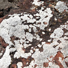 White beach lichen