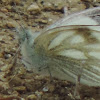 Checkered White Butterfly (puddling)
