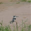 Martín pescador pío. Pied Kingfisher