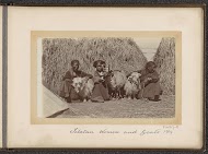 Tibetan women with goats for haystacks, Tibet