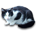 vCat logo