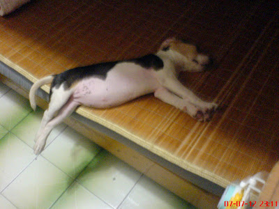 [DOG]豆豆喜歡“睡騰空”！ - 阿祥的網路筆記本