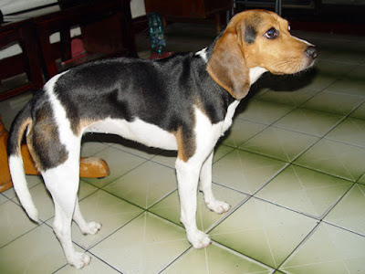 [Dog]此物最相思：紅豆來我家！ - 阿祥的網路筆記本