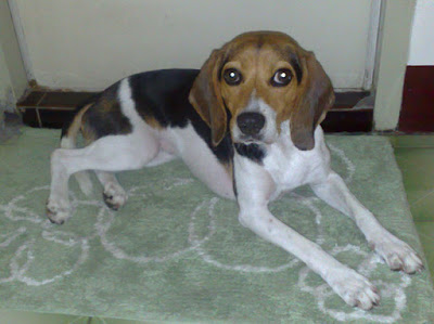 [Dog]此物最相思：紅豆來我家！ - 阿祥的網路筆記本