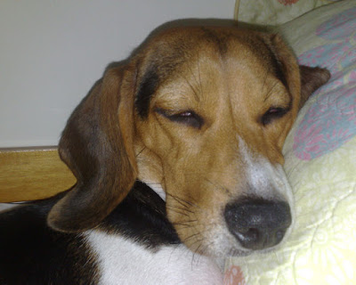 [Dog]此物最相思：紅豆來我家！ - 阿祥的網路筆記本