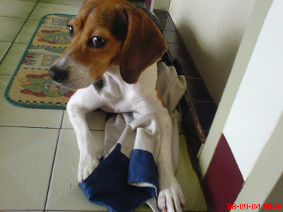 [Dog]紅豆喜歡我的球褲！ - 阿祥的網路筆記本