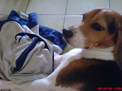 [Dog]紅豆喜歡我的球褲！ - 阿祥的網路筆記本