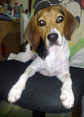 [DOG]紅豆的大老闆坐姿！ - 阿祥的網路筆記本