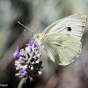 Large White